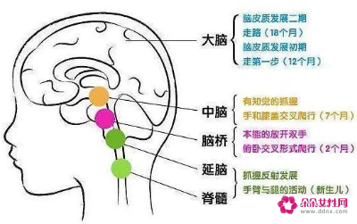 大脑发育到多少岁