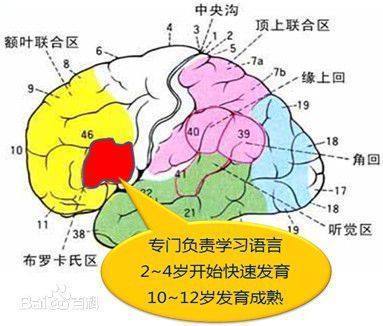 大脑发育到多少岁