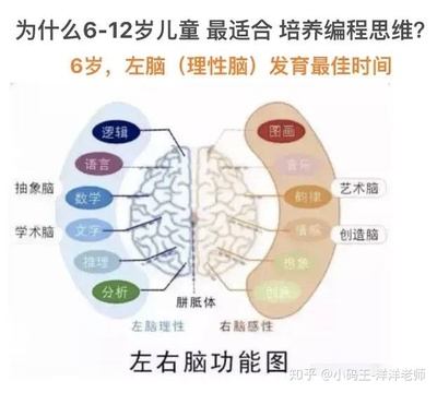 大脑发育到多少岁