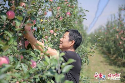 苹果每亩利润多少合适