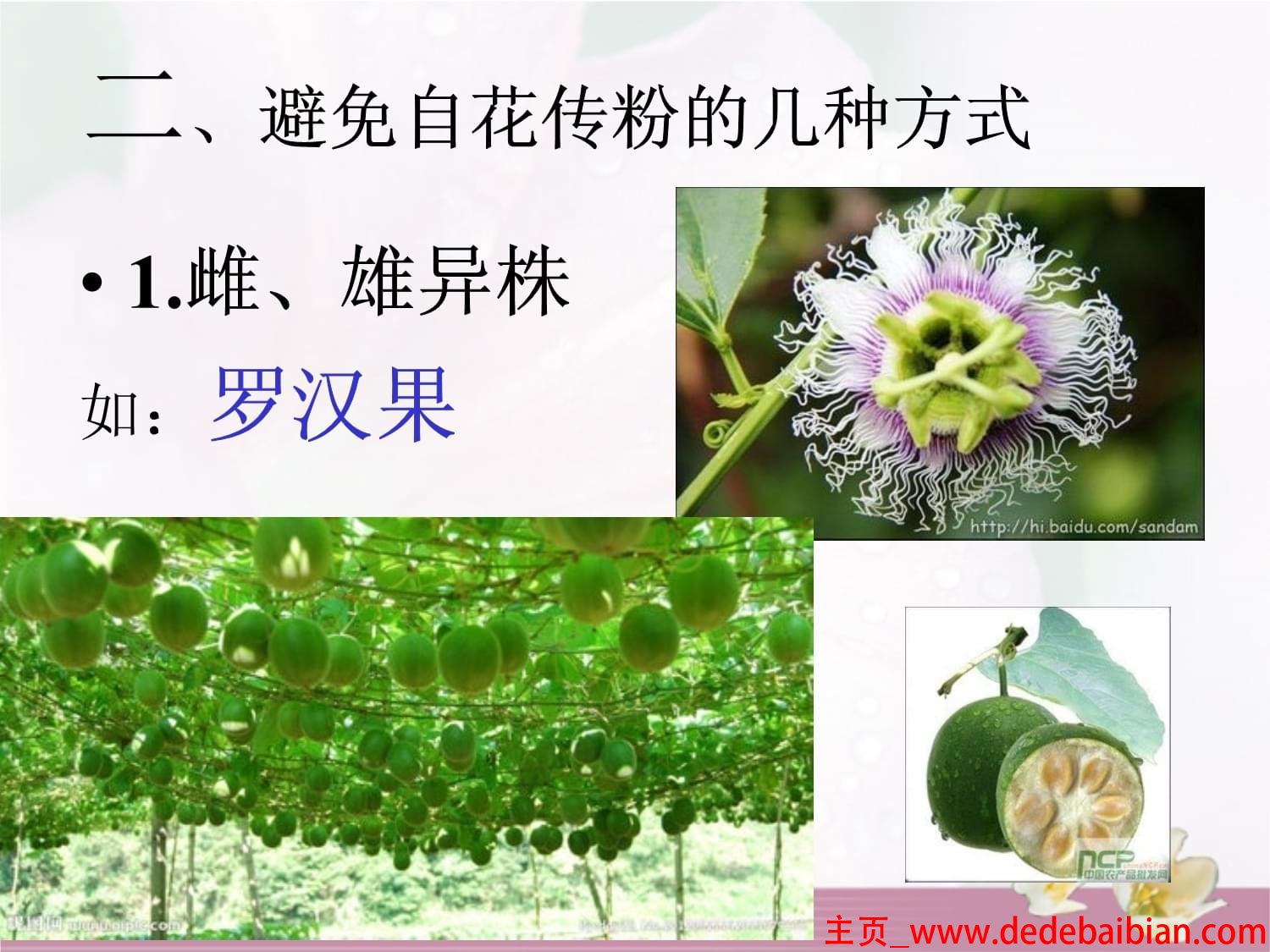 被子植物发现多少种