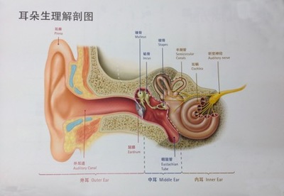 人耳能听多少音分