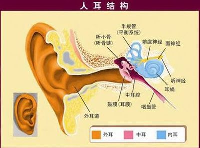 人耳能听多少音分