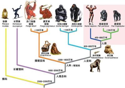 人类进化用了多少时间