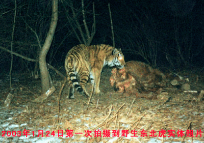 中国还有多少野生老虎