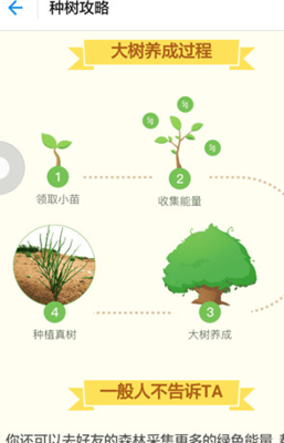 多少蚂蚁森林能量可以种真树