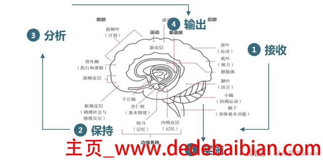 人脑能记忆多少东西